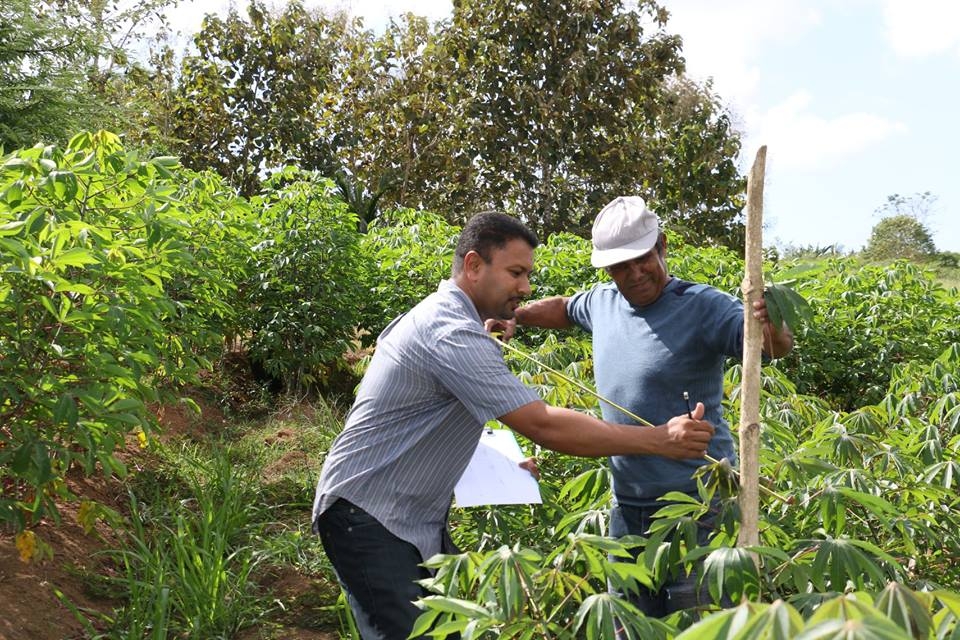 Thirty-two cassava farmers in Trinidad empowered through farmer field schools 